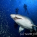 shark_tiger_sand_atlas_h_0285_nca0743.jpg